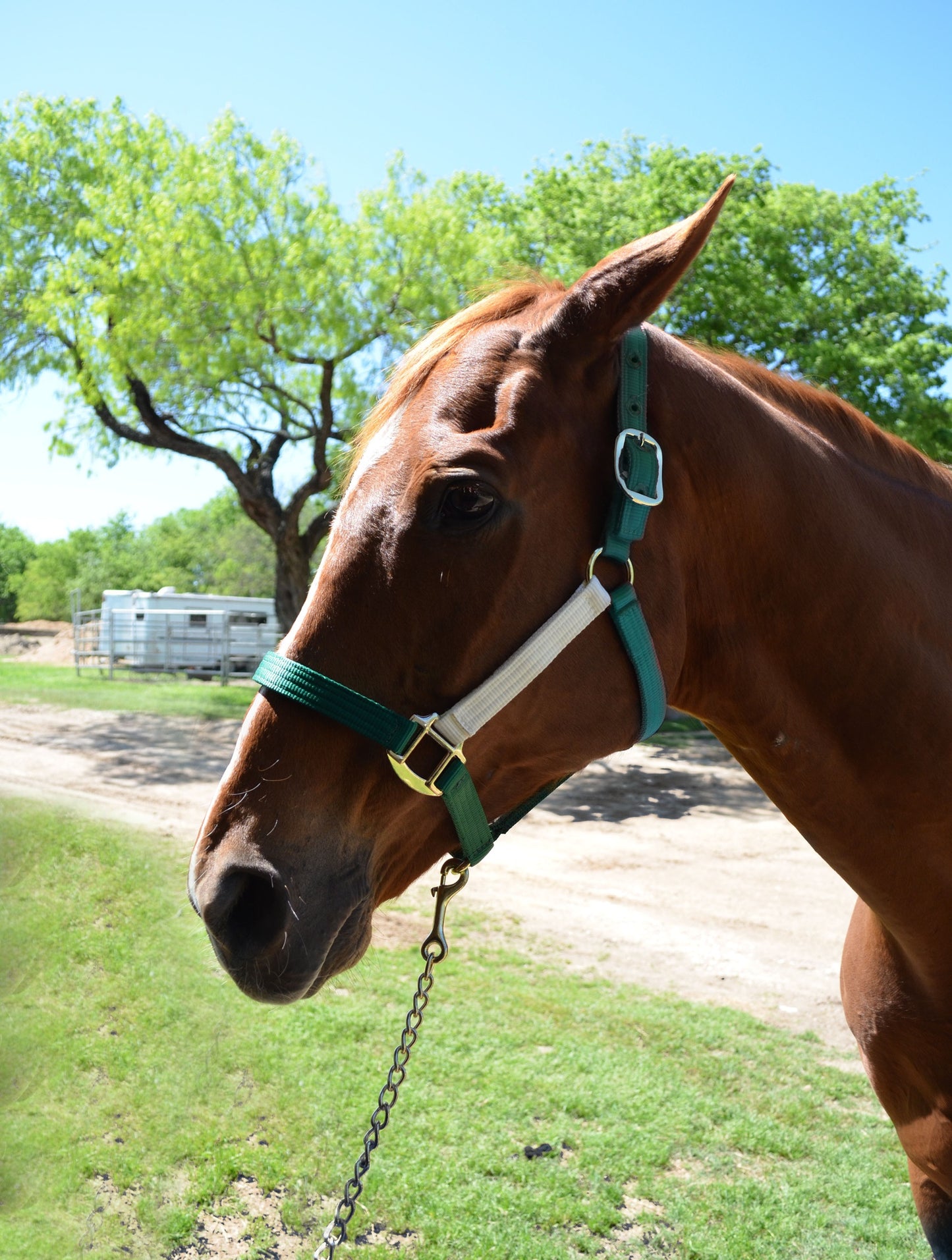 Nylon Halter Varios - Two Tone